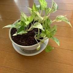 【決定】観葉植物　ポトス