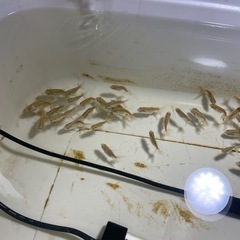 ジャンボオランダ 金魚 稚魚
