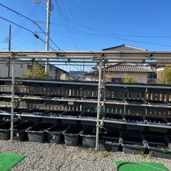 めだかケース・棚・めだか約50種類