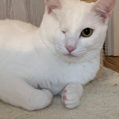 美しい片目を持つ白猫アイちゃん　8か月の女の子 - 伊豆の国市