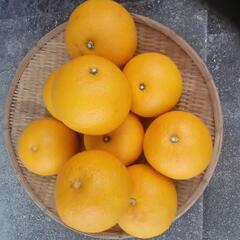 八朔🍊　値下げしました。