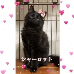 黒もこ黒猫シャーロット