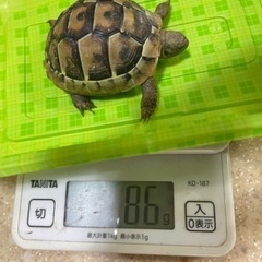 ヘルマンリクガメ  残り1匹となりました。