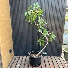 【180cm】観葉植物 ゴムの木 フィカス・ベンガレンシス