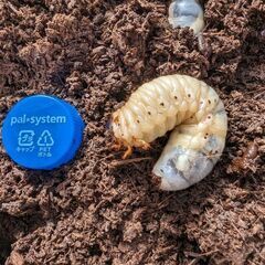 【3月末まで】カブトムシの幼虫あと10匹くらい