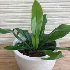 【観葉植物】アスプレニウム（オオタニワタリ）【無人販売】