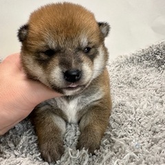 1月24日生まれ　柴犬　オーナー様募集中