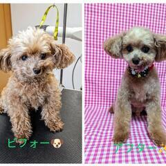 ✨小型犬トリミングサロン　レオン🐶 − 神奈川県