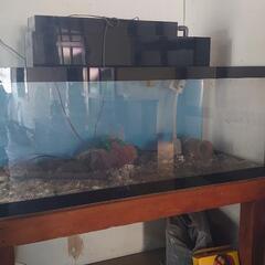 完売ありがとう【♦大型水槽♦画像の全てあげます❗❗】大型ガラス水槽 スイソウ すいそう ◐サイズ１２０✕５０✕５０ 完売ありがとう【♢大型水槽♢画像の全てあげます❗❗】大型ガラス水槽