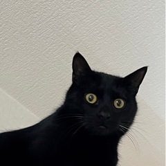 黒猫ふゆくん