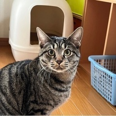 キジ猫あきくん