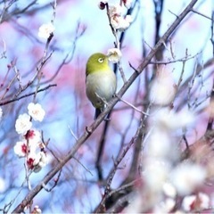 あなたの凄い価値観がわかる浄化カフェ会の画像