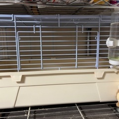 ハリネズミ　セット