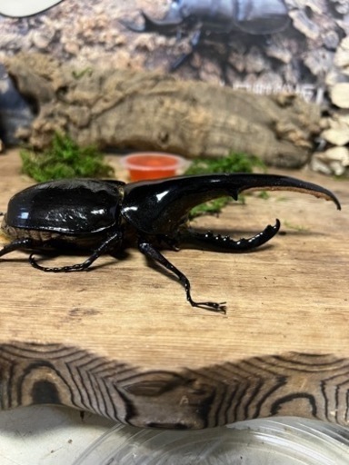 ヘラクレスオオカブトペア
