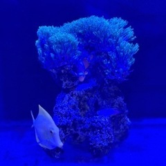 キイロハギ、スターポリプ 、カクレクマノミ キイロハギ、スターポリプ 、カクレクマノミ