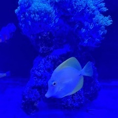 キイロハギ、スターポリプ 、カクレクマノミ