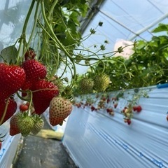 2月27日いちご狩り🍓行きませんか？