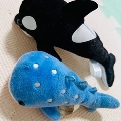 🦈水族館で買ったサメちゃん🦈