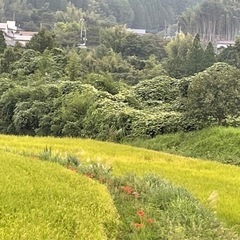 小分け　10キロ　玄米　あきげしき　熊本県