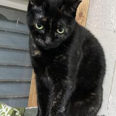 【保護猫の里親募集】ミミちゃん　黒サビ　メスの画像