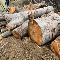 千葉県市原市 ケヤキ 伐採木材 引き取り限定