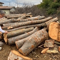 【ネット決済】千葉県市原市　ケヤキ　伐採木材　引き取り限定