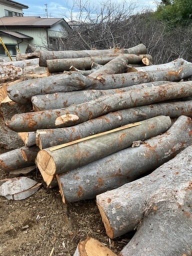 千葉県市原市 ケヤキ 伐採木材 引き取り限定