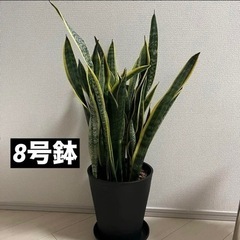 8号鉢　サンスベリア　観葉植物