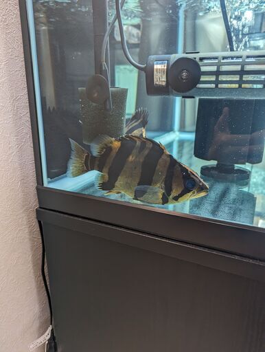 ダトニオリアルバンドショート