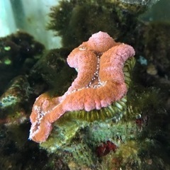 ハナガタサンゴ(ピンク) サンゴ