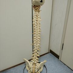 整体 美術 展示 骨格標本（背骨 脊椎 脊柱 頸椎 胸椎 腰椎）