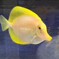 キイロハギ、スターポリプ 、カクレクマノミ