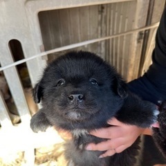 モフモフ甘えん坊男の子1月4日生まれ　里親さん募集