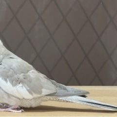 オカメインコ（ホワイトフェイス シナモン）。心（こころ）ちゃん。...