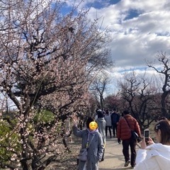 大阪城公園の梅林、見に行きませんか？