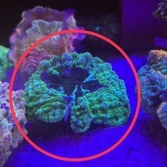 格安！アザミハナガタサンゴ 海水水槽 アクアリウム 珊瑚