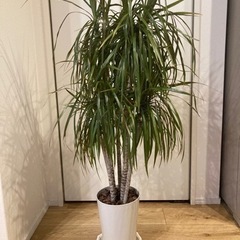 観葉植物　ドラセナ　110cm