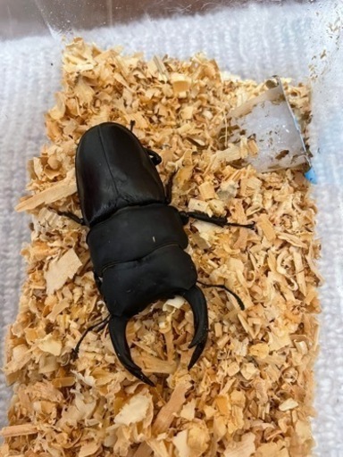 オオクワガタ能勢YG