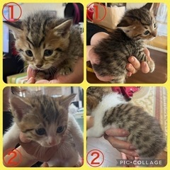 子猫の里親募集中　10匹