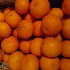 はっさく オレンジ 果物 1個100円