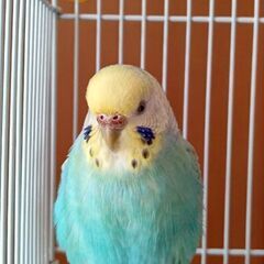 迷子のセキセイインコを探してます