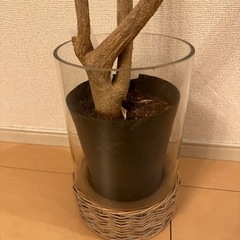 【受渡決定】鉢カバー付き　観葉植物　ドラセナ