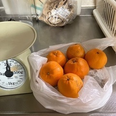 柑橘類　愛媛県はるみ約1キロいり残り1セット