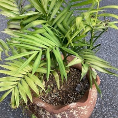 テーブルヤシ　観葉植物　鉢底から高70cm 引取り希望