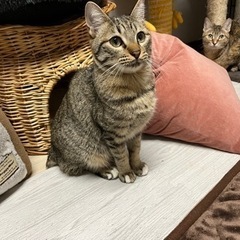 断尾を乗り越えた猫 − 福岡県