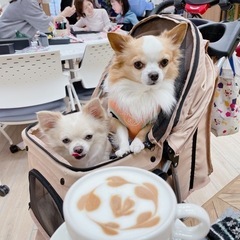 チワワの犬友達　募集✨