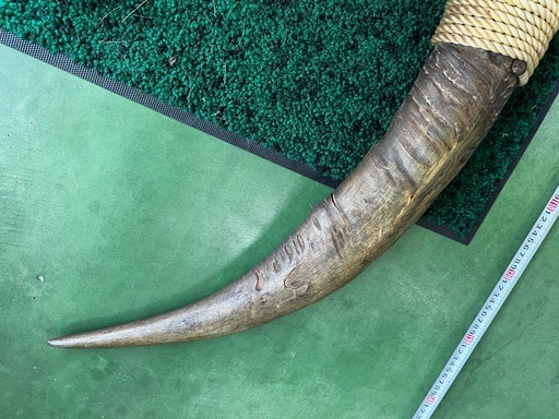 水牛の角 置物 150cm バッファロー オブジェ スタンド付き 卓上サイズ