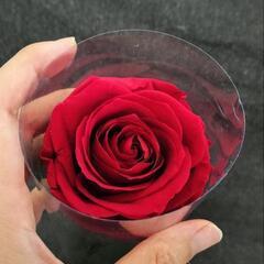 赤い薔薇 プリザーブドフラワー