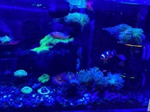 ゆらゆら　ハナサンゴ7個体 12房以上