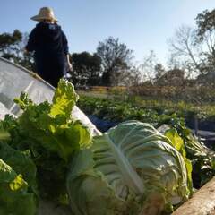 【ネット決済・配送可】【鹿児島県阿久根市】「新鮮野菜詰め合わせパ...